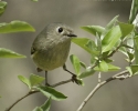 Ruby-crowned Kinglet