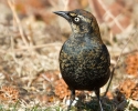 Rusty Blackbird Male