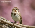 Song Sparrow