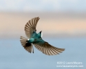 Tree Swallow in Flight
