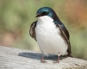 Tree Swallow on bench