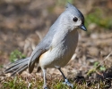 Tufted Titmouse