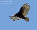 Turkey Vulture in flight