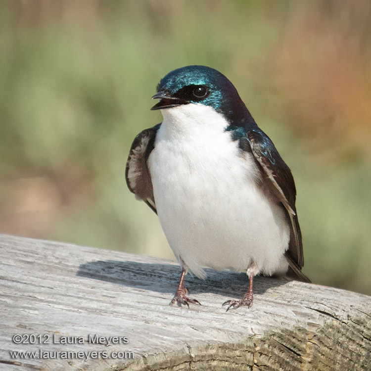 Tree Swallow on bench