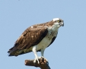 Osprey on Perch