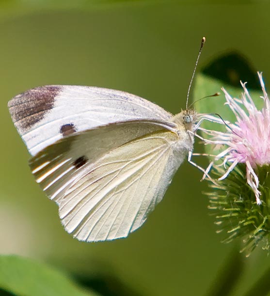 Butterfly_Cabbage White