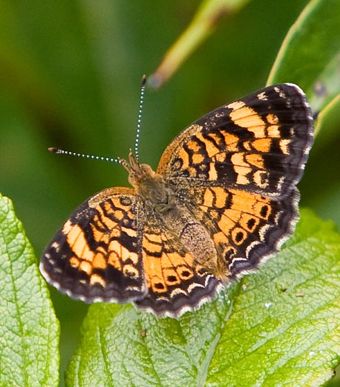 Butterfly_Pearl Crescent