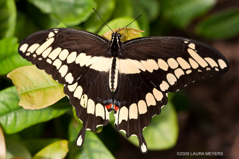 Butterfly_Giant_Swallowtail