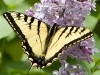 Butterfly_Eastern Tiger Swallowtail