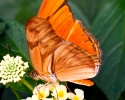 Butterfly_Julia_Heliconian