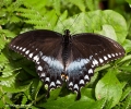 Butterfly_Zebra_Swallowtail_male