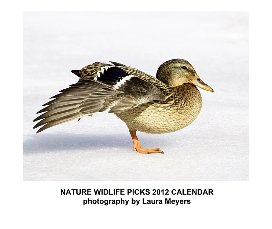 Nature Wildlife Picks Calendar 2012