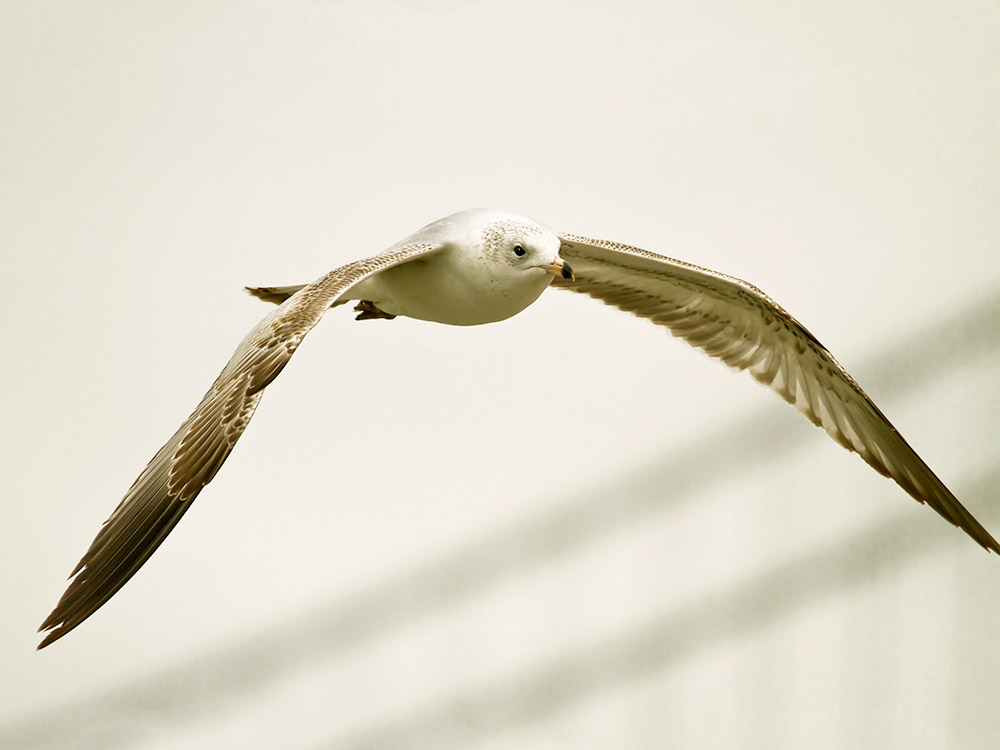 Riing-billed Gull in Flight