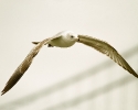 Riing-billed Gull in Flight