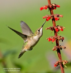 Ruby-throated Hummingbird