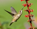 Ruby-throated Hummingbird