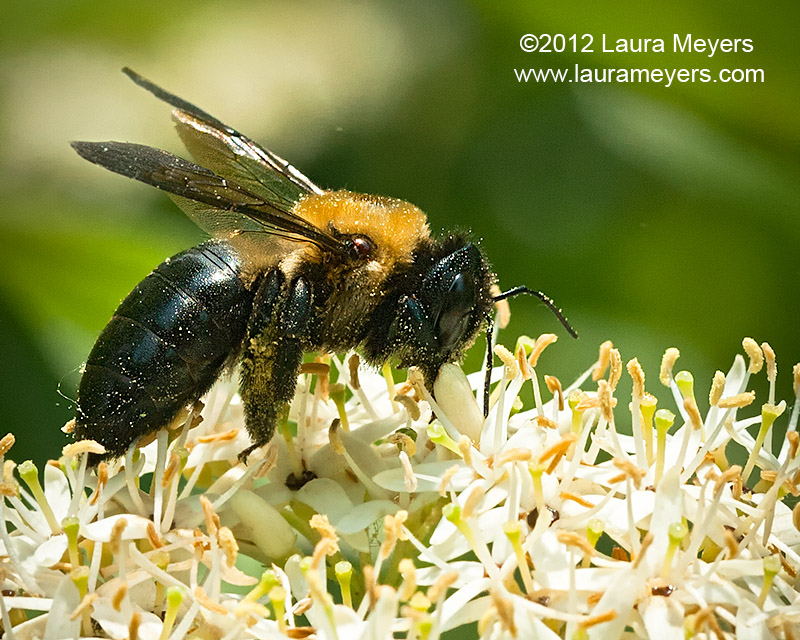 Giant Resin Bee