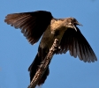 Boat-tailed Grackle Female