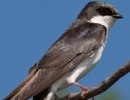 Tree Swallow Juvenile
