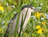 Black-crowned-night-heron