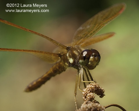 Eastern Amberwing Dragonfly