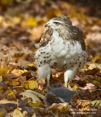 Red-tailed Hawk Juvenile