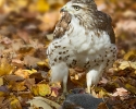 Red-tailed Hawk Juvenile