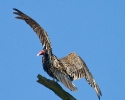 Turkey Vulture on branch