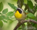 Common Yellowthroat Warbler Male