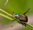 Japanese Beetle
