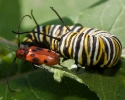 Monarch Butterfly Caterpillar and Red Milkweed Beetle