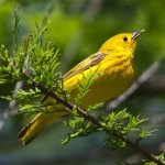 Yellow Warbler