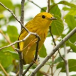 Yellow Warbler