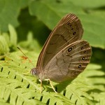 Northern Pearly-eye Butterfly
