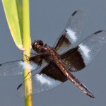 Widow Skimmer Dragonfly male