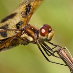 Halloween Pennant Dragonfly Closeup