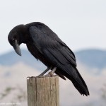 Common Raven