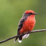 Vermilion Flycatcher photographed in Hereford, AZ