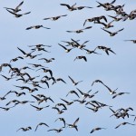 Flock of Brants at Oceanside Nature Center