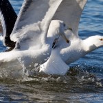 Great Black-backed Gulls