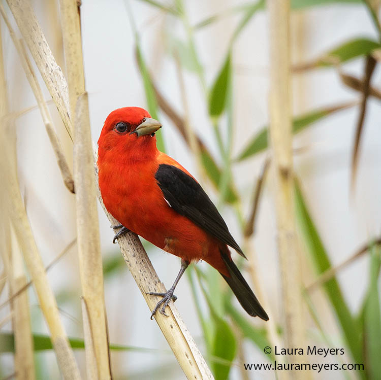 Scarlet Tanager Male 